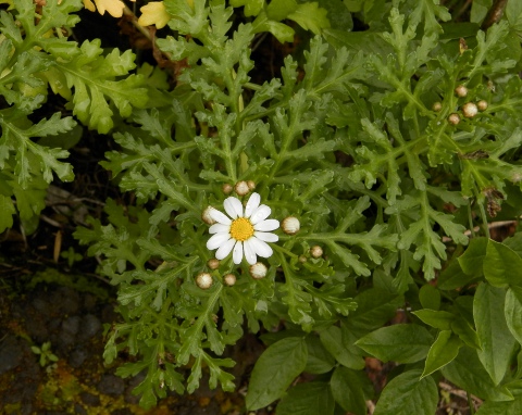 Argyranthemum hierrense