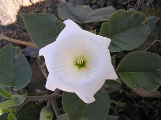 Flor de Datura innoxia