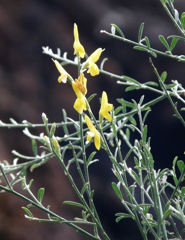 Teline osyrioides ssp. osyrioides