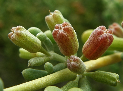 Tetraena
              gaetula ssp. waterlotii