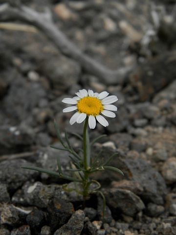 Aaronsohnia pubescens