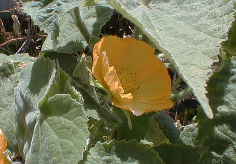 Abutilon grandifolium