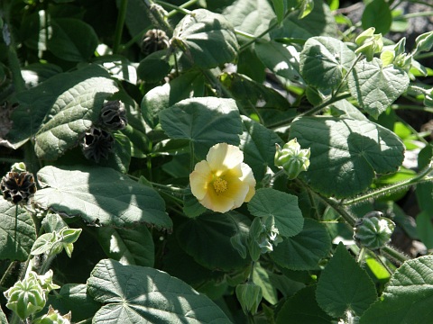 Abutilon grandifolium