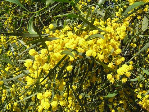 Acacia cyanophylla