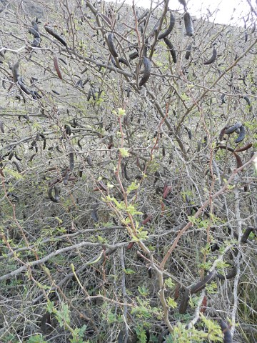 Acacia farnesiana
