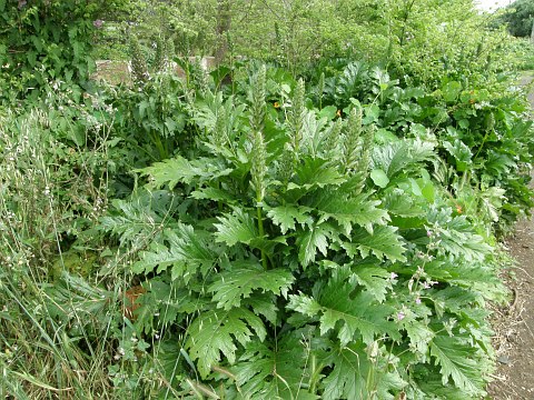 Acanthus mollis