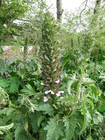 Acanthus mollis