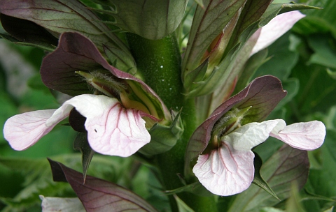 Acanthus mollis