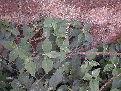 Achyranthes aspera