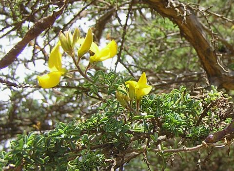 Adenocarpus foliolosus