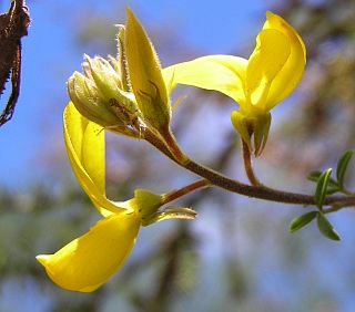 Flores de Adenocarpus foliolosus