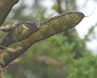 Fruto de Adenocarpus foliolosus