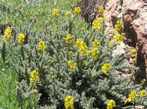 Adenocarpus viscosus