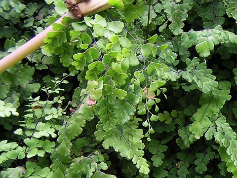 Adiantum capillus-veneris