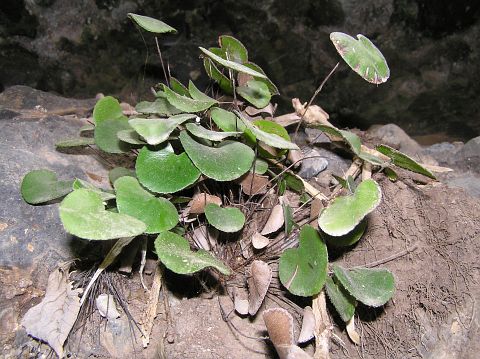 Adiantum reniforme