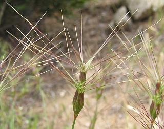 Espiguillas de Aegilops neglecta