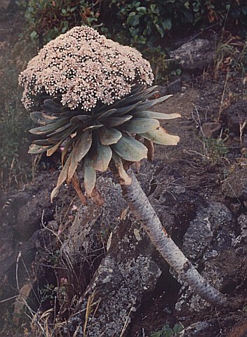 Aeonium appendiculatum