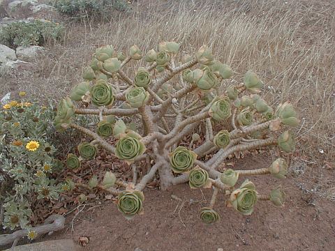 Aeonium balsamiferum