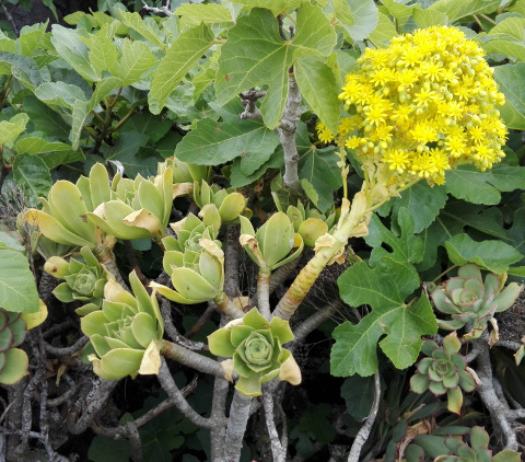 Aeonium balsamiferum