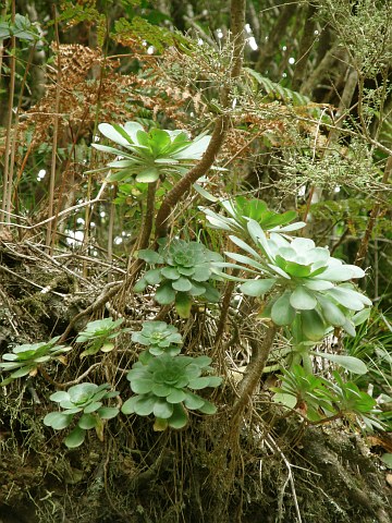 Aeonium ciliatum