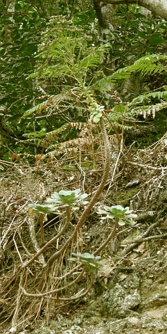 Aeonium ciliatum