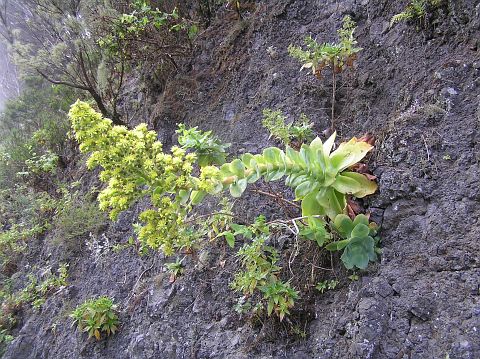 Aeonium cuneatum