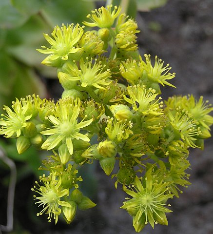 Inflorescencia de Aeonium cuneatum