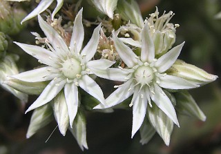 Flores de Aeonium davidbramwellii