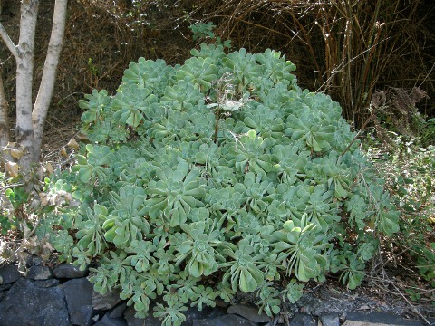 Aeonium gomerense