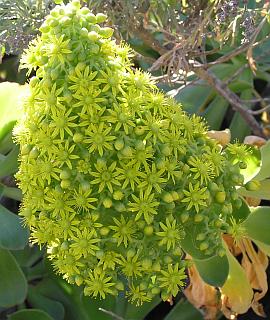 Aeonium arboreum ssp. holochrysum (Aeonium holochrysum)