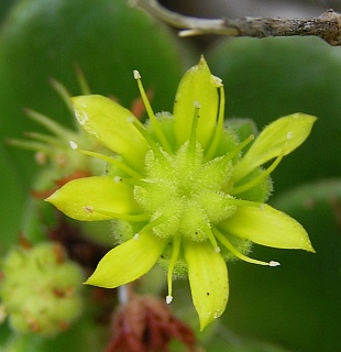 Flor de Aeonium lindleyi ssp. lindleyi
