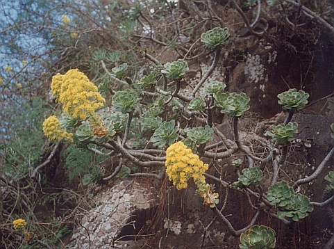 Aeonium arboreum ssp. arboreum (Aeonium manriqueorum)