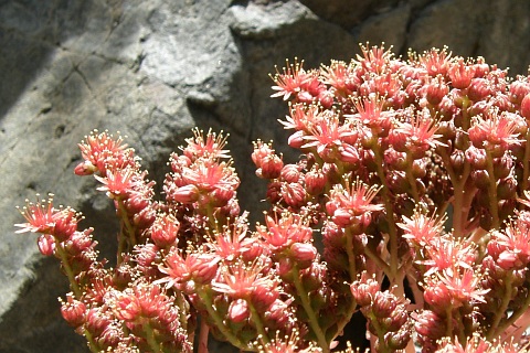 Aeonium nobile