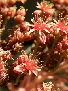 Aeonium nobile