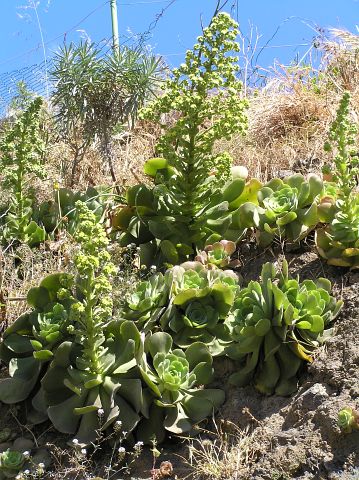 Aeonium canariense ssp. christii (Aeonium palmense)