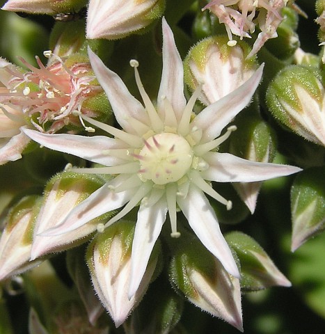 Aeonium pseudourbicum