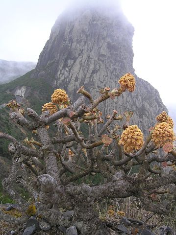 Aeonium arboreum ssp. holochrysum (Aeonium rubrolineatum)