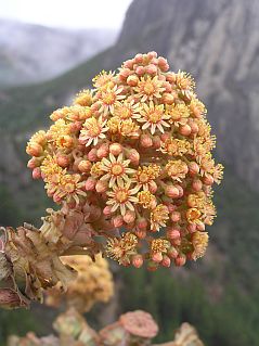 Aeonium arboreum ssp. holochrysum (Aeonium rubrolineatum)