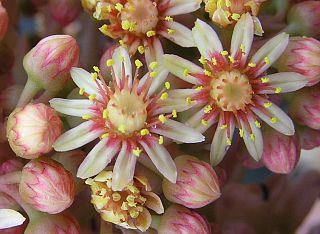 Aeonium arboreum ssp. holochrysum (Aeonium rubrolineatum)