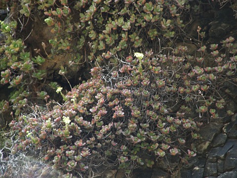 Aeonium saundersii