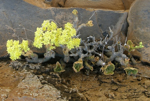 Aeonium smithii