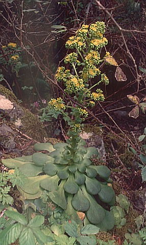 Aeonium subplanum