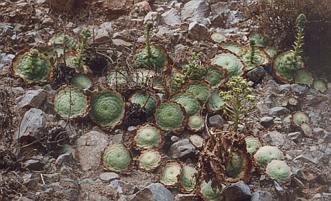 Aeonium tabulaeforme