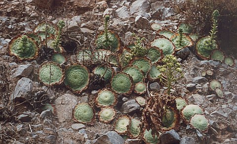 Aeonium tabulaeforme