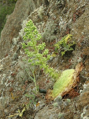 Aeonium tabulaeforme