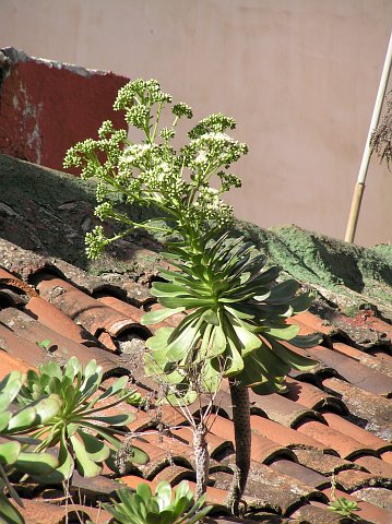 Aeonium urbicum