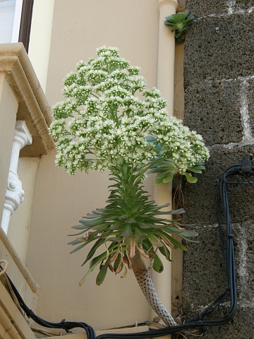 Aeonium urbicum