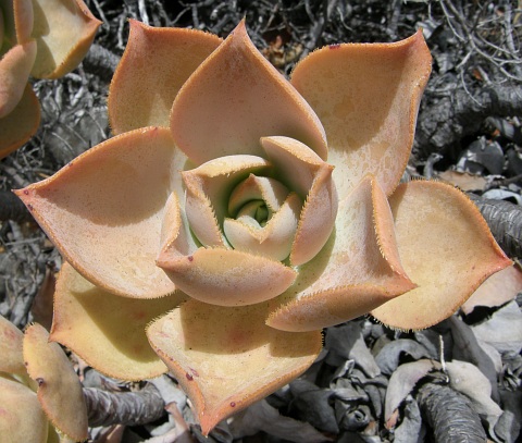 Aeonium valverdense