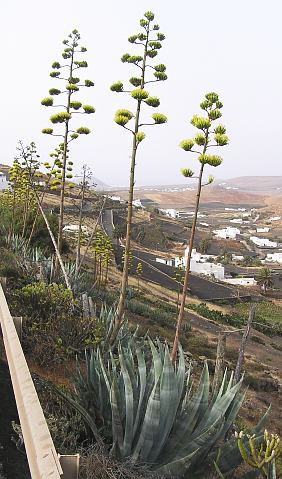 Agave americana