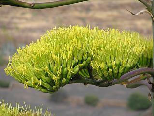 Flores de Agave americana